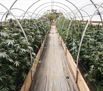 Cannabis Anbau Outdoor im Gewächshaus