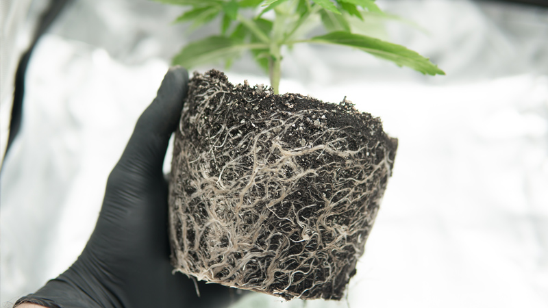 Wurzelballen der Cannabispflanze Die Cannabispflanze hat den Topf komplett durchwurzelt.
