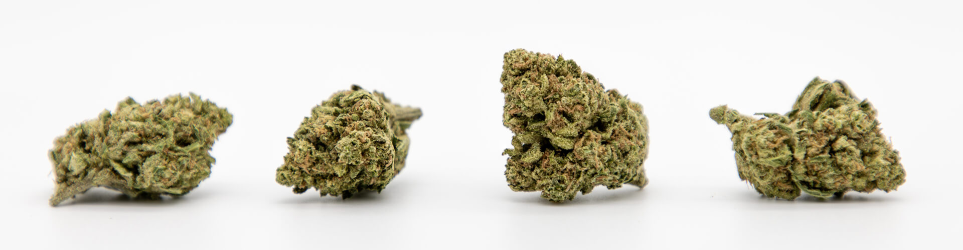 vier kleine Cannabis Blüten mit reichlich Trichomen besetzt