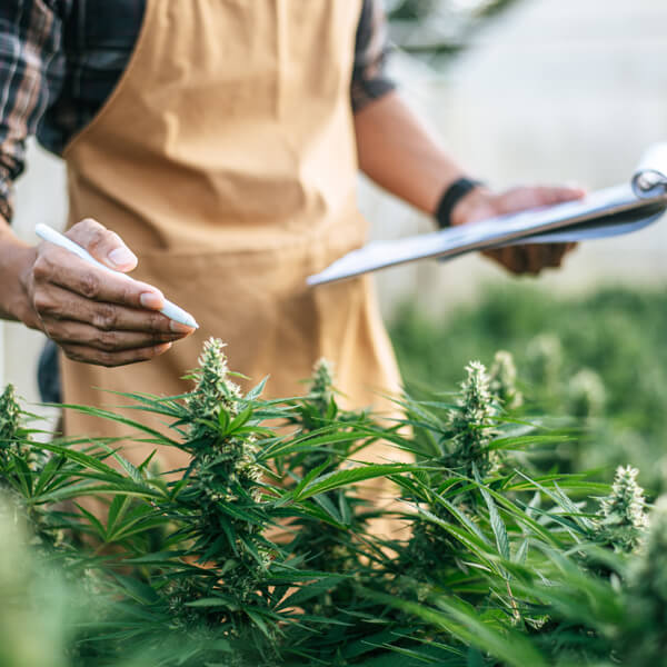 Person mit Stift und Notizblock begutachtet Cannabis Pflanzen
