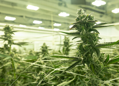 Prächtige Cannabis Blüten in einer Indoor Anbauanlage mit eingespannten Grownetz