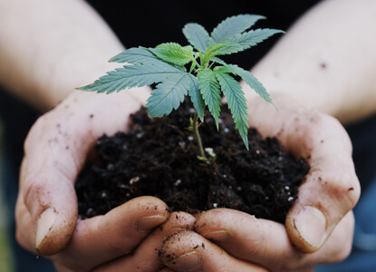 Person hält kleine Cannabis Pflanze samt Erdballen in seinen Handflächen