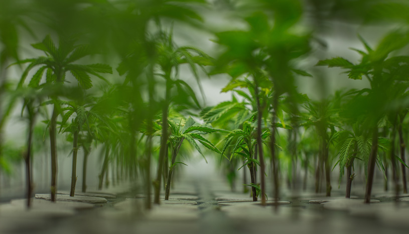 Vermehrung von Cannabis in Form von Klonen