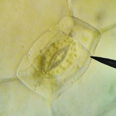 Cannabis Stomata Mikroskop