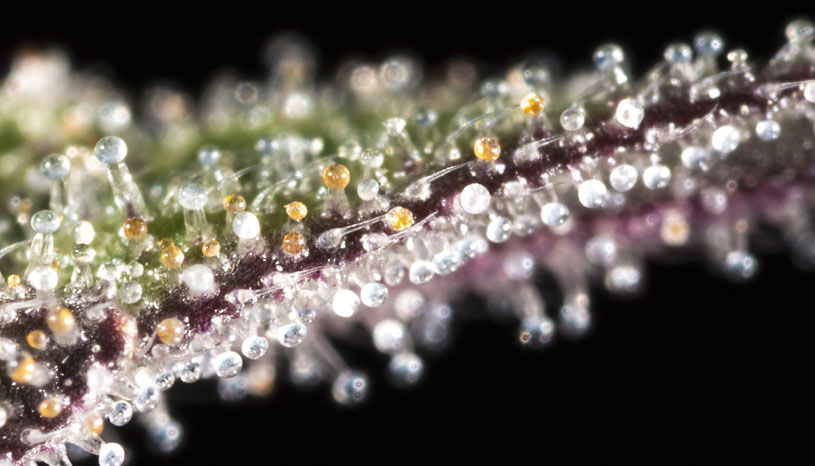 Cannabis Trichome Markoaufnahme