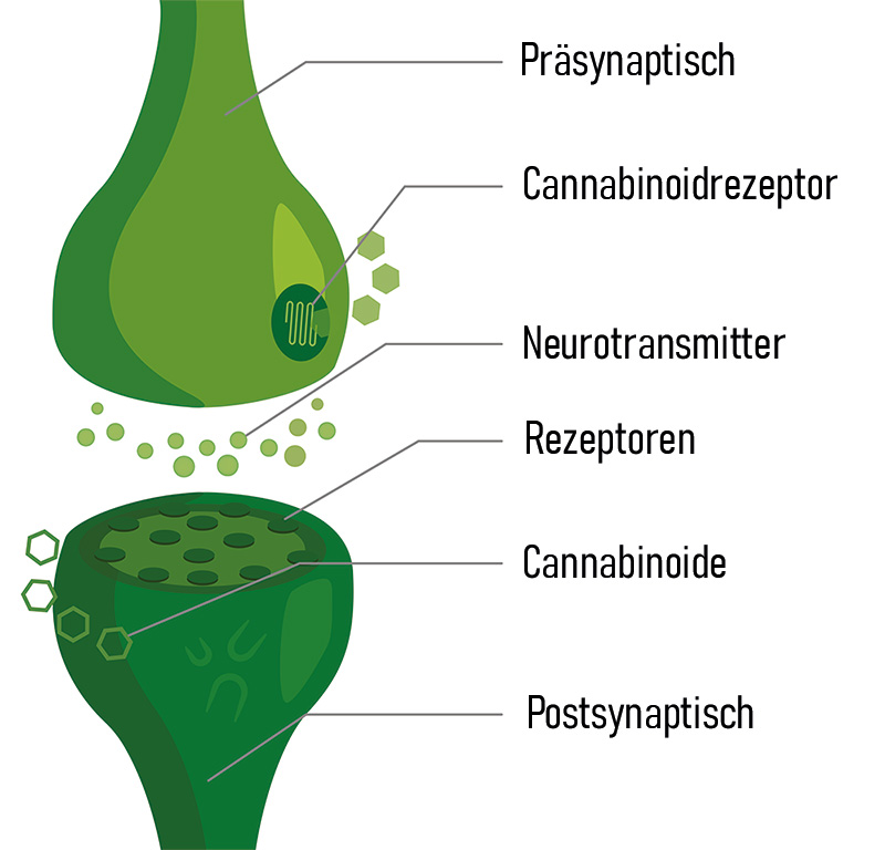 Endocannabinoid-System