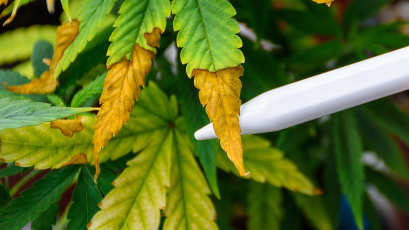 Cannabispflanze zeigt Mangelerscheinungen Eine Cannabispflanze zeigt Mangelerscheinungen an den Blättern durch Gelbfärbung und trocken Blattspitzen.