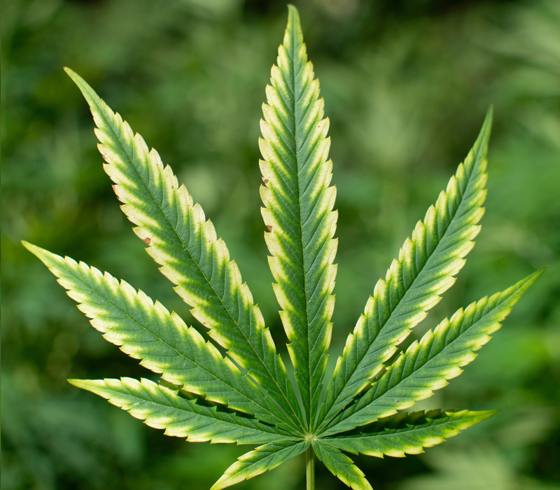 Anzeichen für Magnesiummangel Cannabis-Mangnesiummangel: Gelbe Färbung zwischen den Blattadern.