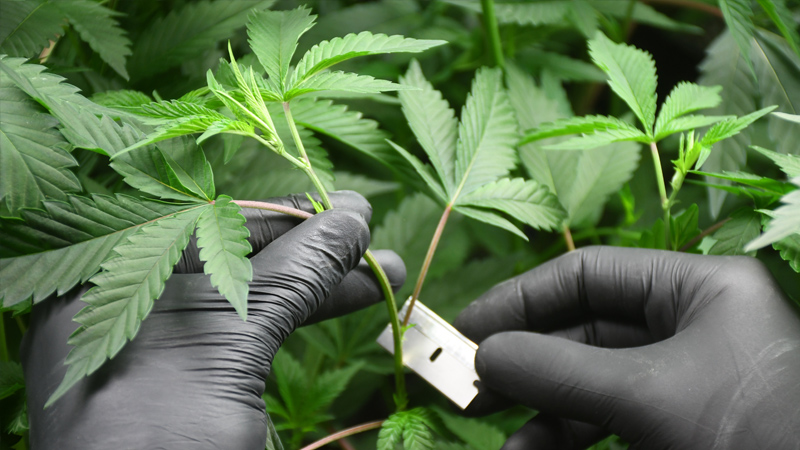 Stecklingsschnitt an der Cannabis-Mutterpflanze Ein Steckling wird von der Cannabis-Mutterpflanze geschnitten.