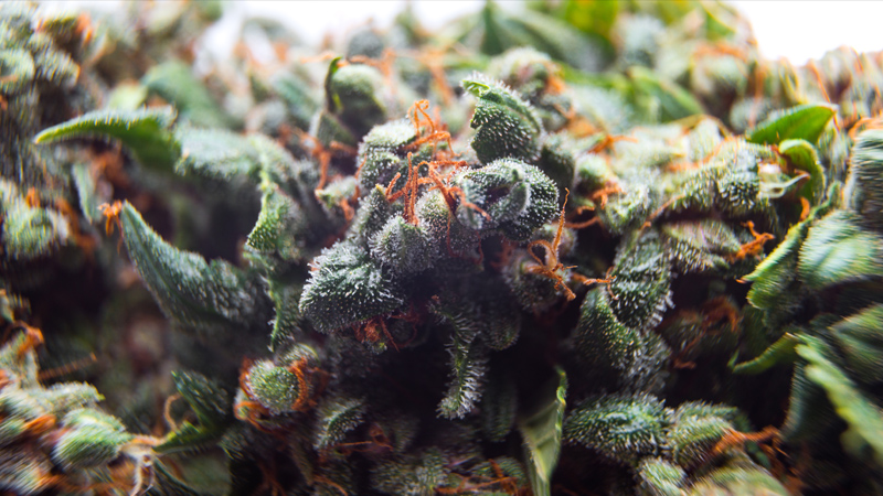 Cannabis als Rauschmittel Cannabis als Rauschmittel