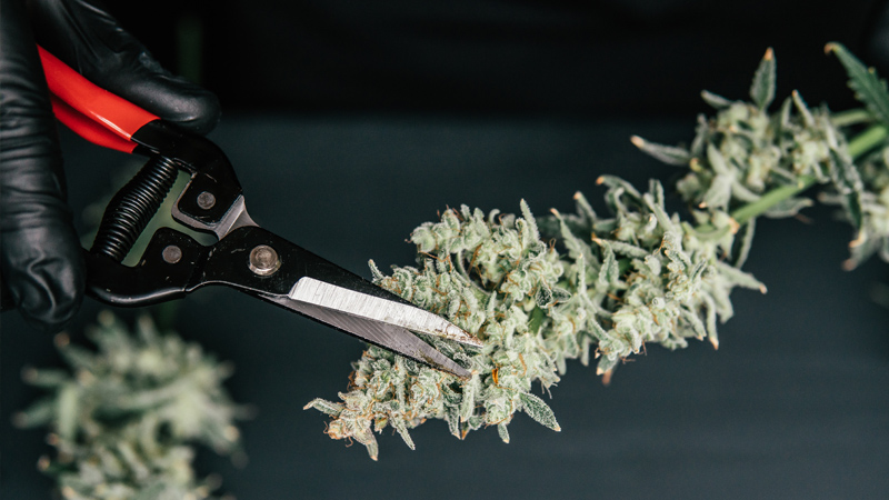 Cannabis wird mit Schere getrimmt