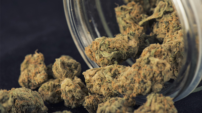 Veredelte Buds der Cannabispflanze Getrocknete Cannabisblüten: Ausgekippt auf einen Tisch.