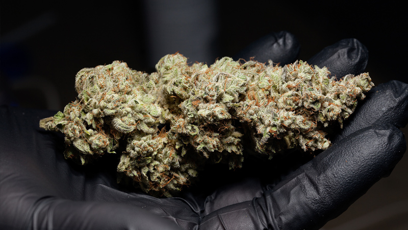 Getrimmte Cannabisblüte
