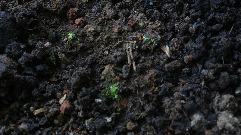 Living Soil: Organisches, dunkles Substrat für den Anbau von Cannabis.