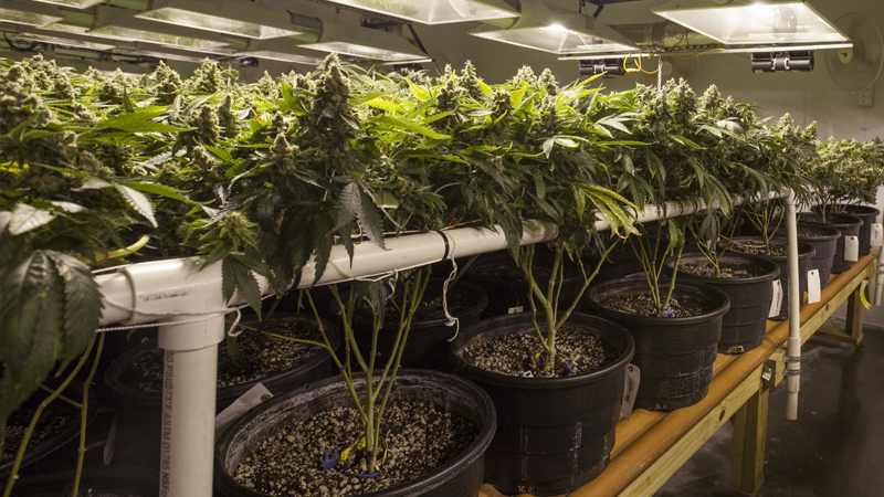 Lollipopping bei Cannabispflanzen Cannabispflanzen wurde gelollipoppt (untere Triebe und Blätter wurden entfernt, da dort kein Licht hinkommt).