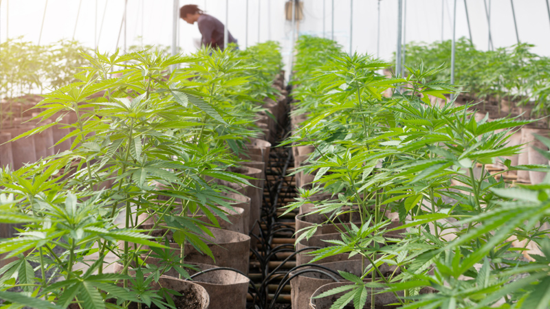 Pheno-Hunting in der Cannabiszucht: Je Reihe ein unterschiedlicher Phenotyp Cannabiszucht: Pheno-Hunting - je Reihe ein unterschiedlicher Phenotyp.