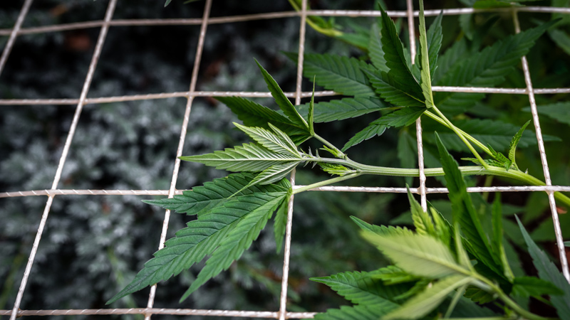 Screen of Green Triebe der Cannabispflanze werden durch ein horinzontales Netz geleitet.