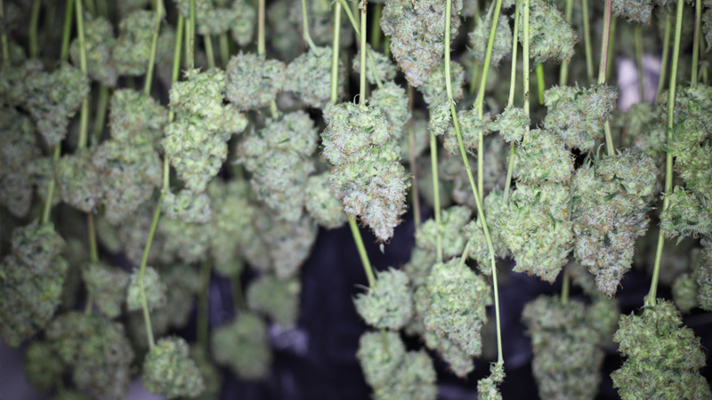 Cannabis trocknet kopfüber in Dunkelheit.
