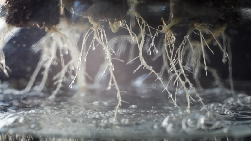 Cannabiswurzeln hängen in einem Deep Water Culture System