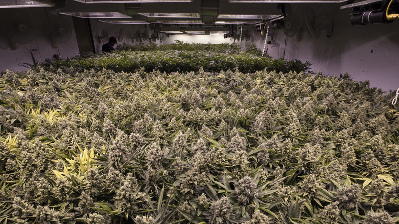 Cannabispflanzen stehen in voller Blüte in einem top ausgestatteten Growroom.