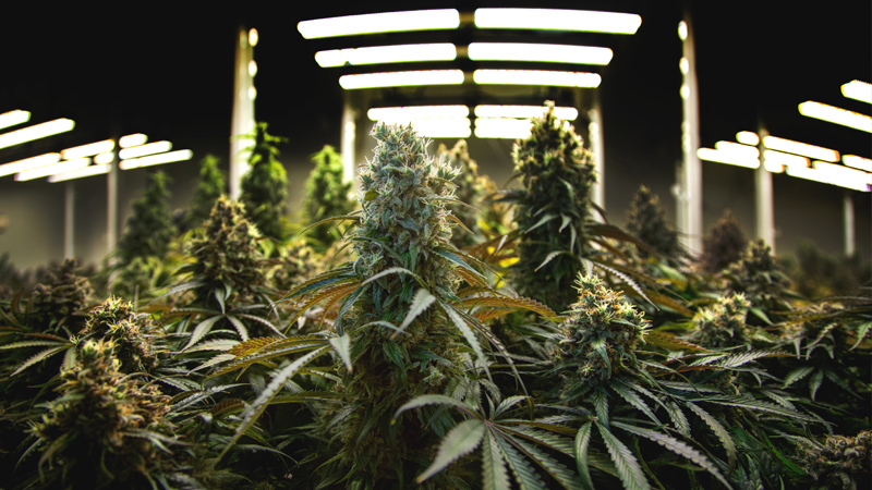 LED-Leuchten hängen über blühenden Cannabispflanzen.