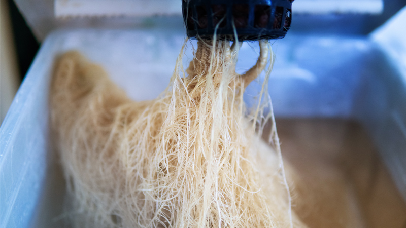 Nutrient Film Technique Gesunde Wurzeln einer Cannabispflanze im NFT-System.