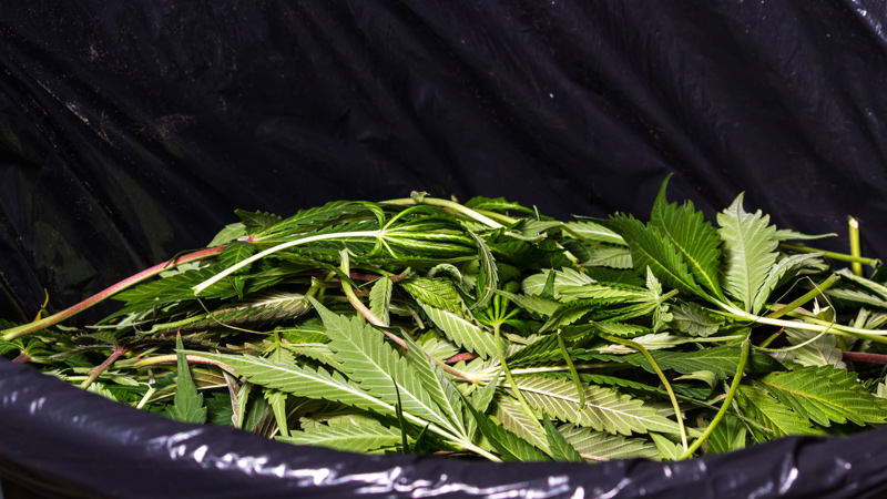 Gesammelte Sonnensegel der Cannabispflanze nach erfolgter Defoliation