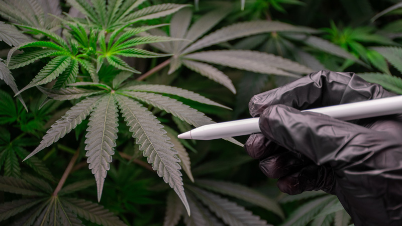 Sonnensegel der Cannabispflanze verdecken untere Triebe und spätere Blütenstände.