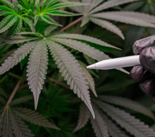 Entlaubung der Cannabispflanze wird geplant.