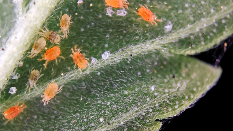 Rote Spinnmilben auf einem Blatt der Cannabispflanze.