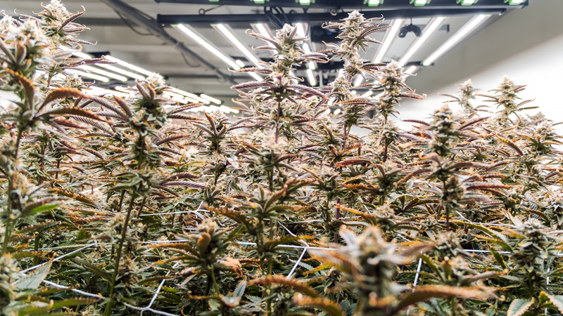 Blütenentwicklung der Cannabispflanze nach nach angewandten Schwazzing.